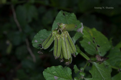 Crotalaria verrucosa
